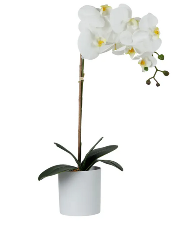 Orchid In White Pot